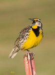 Eastern Meadowlark 7646